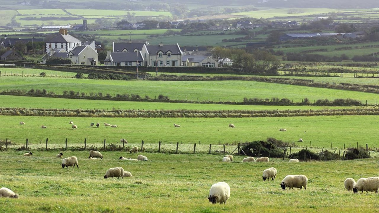 Strain of Rumen Fluke found on Irish sheep farm for the first time
