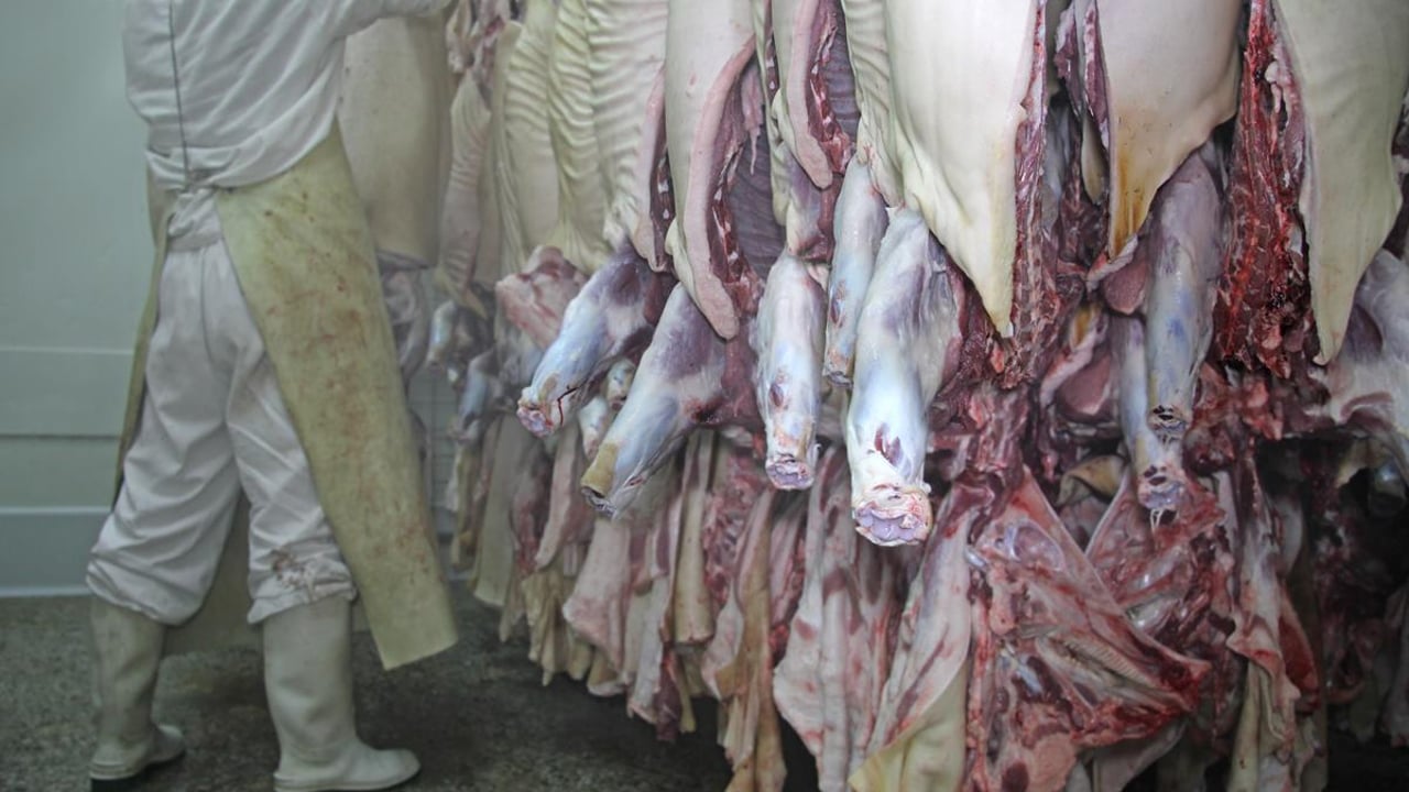 'Major hygiene failings' at 25% of abattoirs in the UK