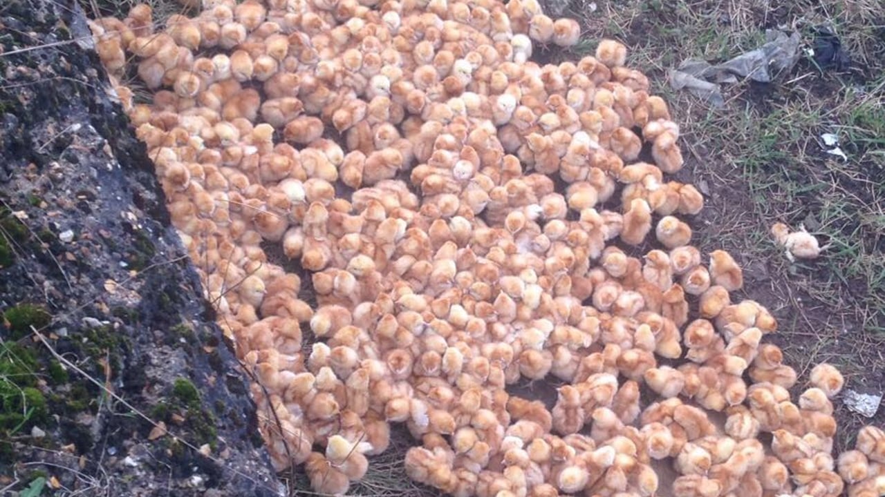Video: 1,000 abandoned chicks 'put to sleep' in the UK due to bird flu risk