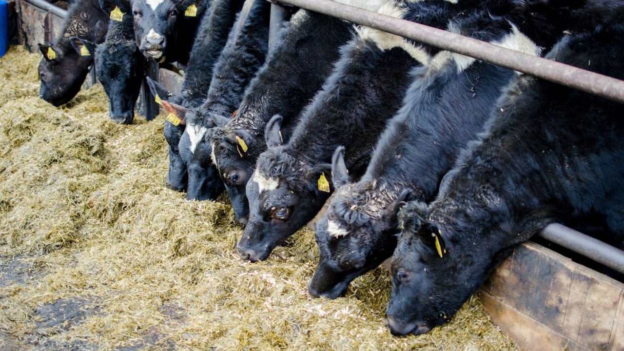 Key management tips for wintering in-calf heifers