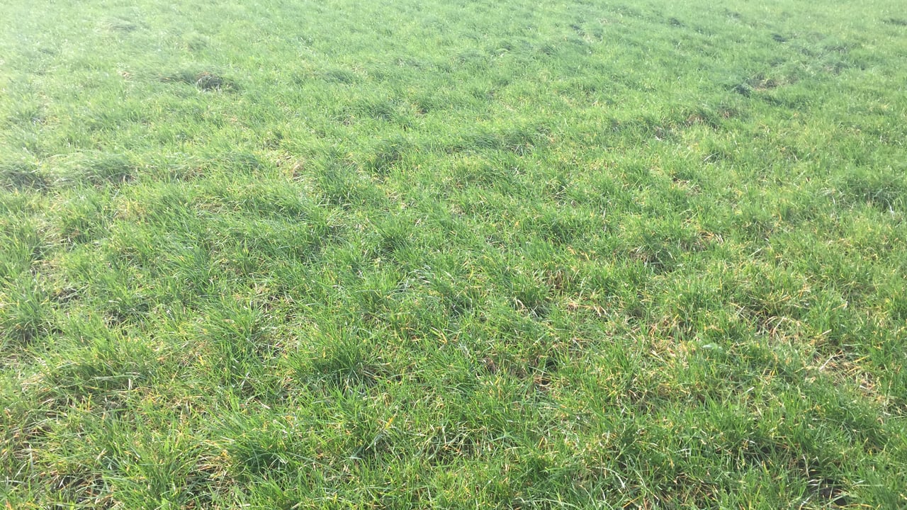 Dairy advice: Managing spring reseeded paddocks