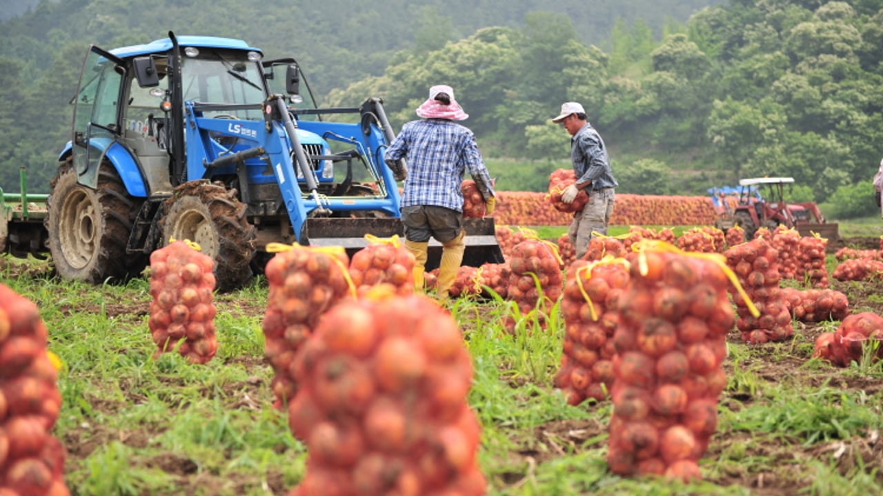 An 'LS' tractor working on an onion farm in its native Korea