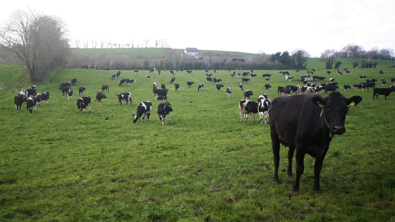 Improvement in fertility performance of national dairy herd recorded