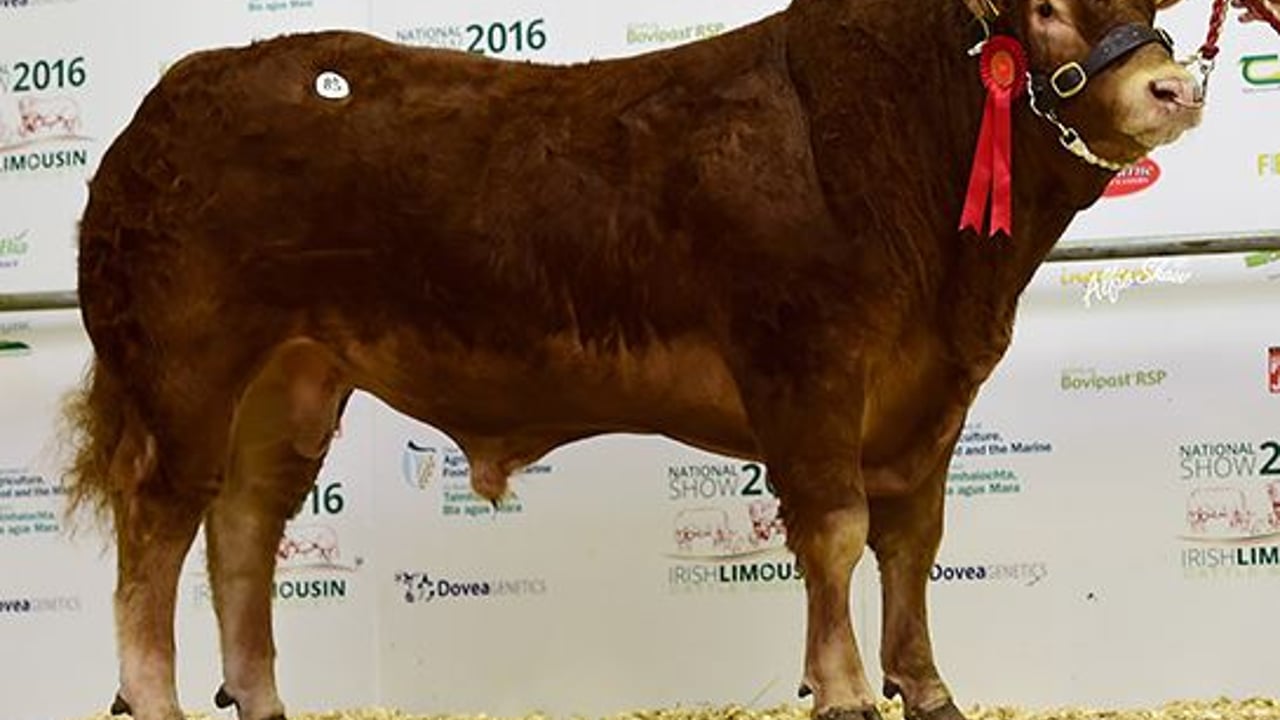 Brookmill Kirk. Source: Irish Limousin Cattle Society