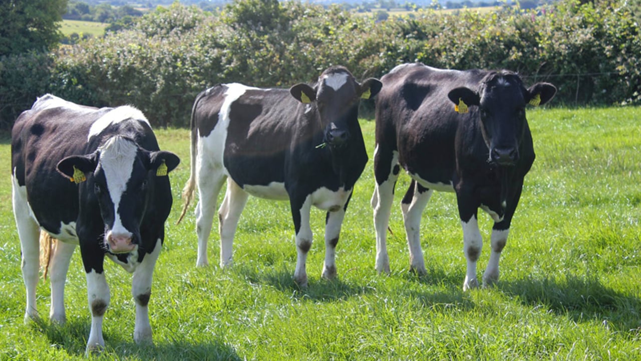 'There is no shortage of drystock farmers looking to contract rear heifers'