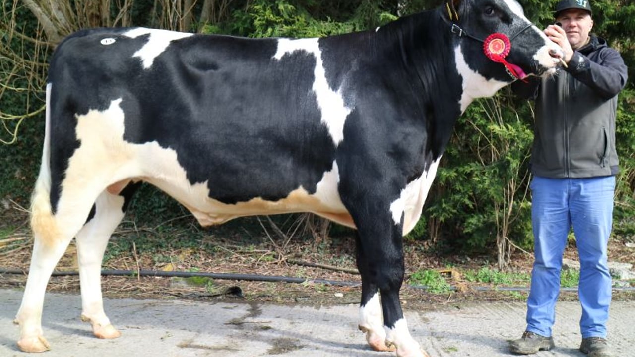 Mountfarna Wonder exhibited by John O’ Callaghan with his brother Michael on the halter
