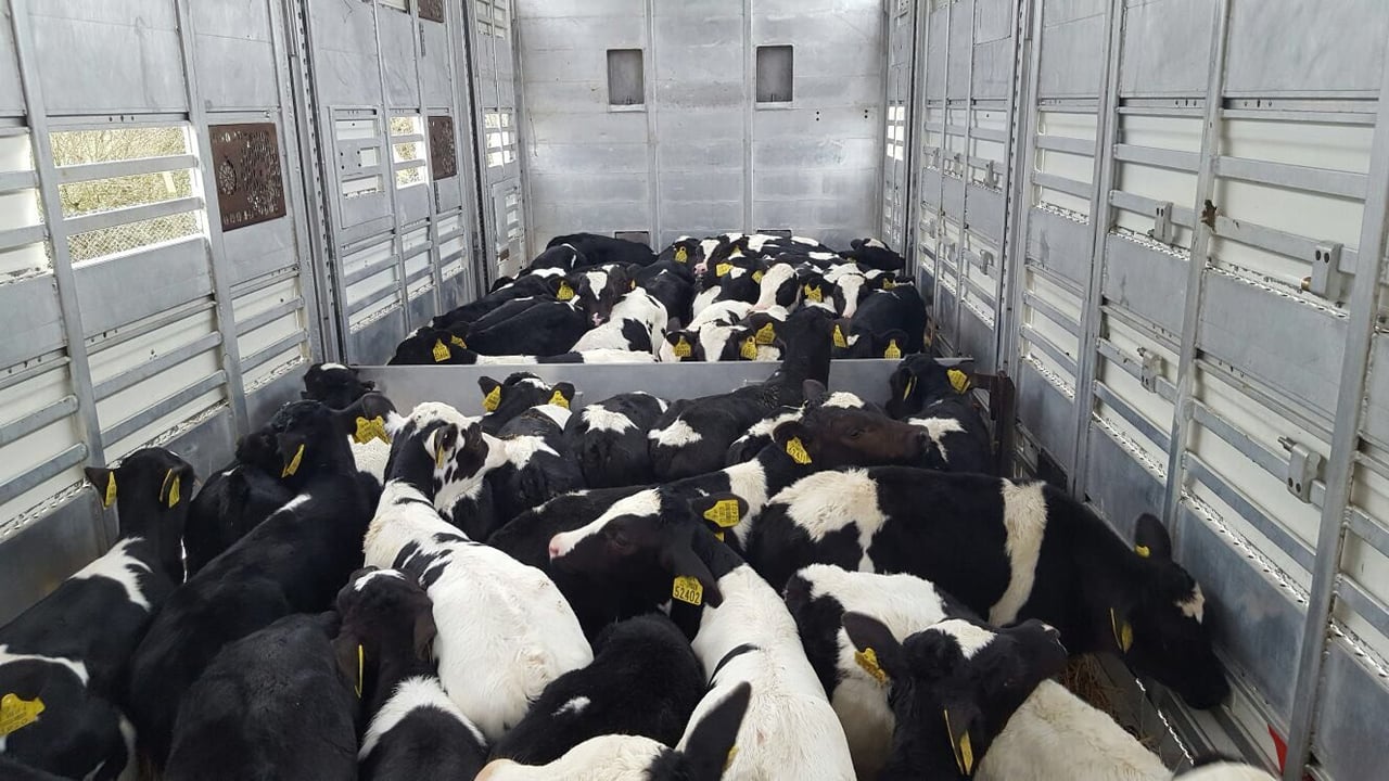 Replacement ferry gets green light to carry calves for live export
