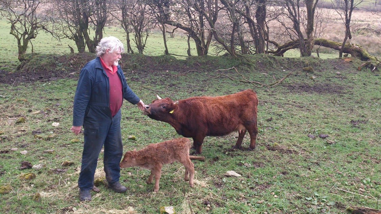 Video: Farmer's joy as world's smallest cow gives birth in Co. Sligo