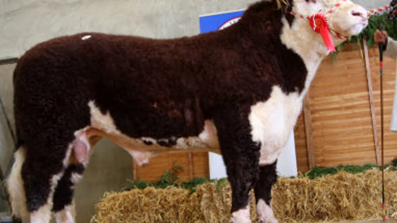 Source: Irish Hereford Breed Society