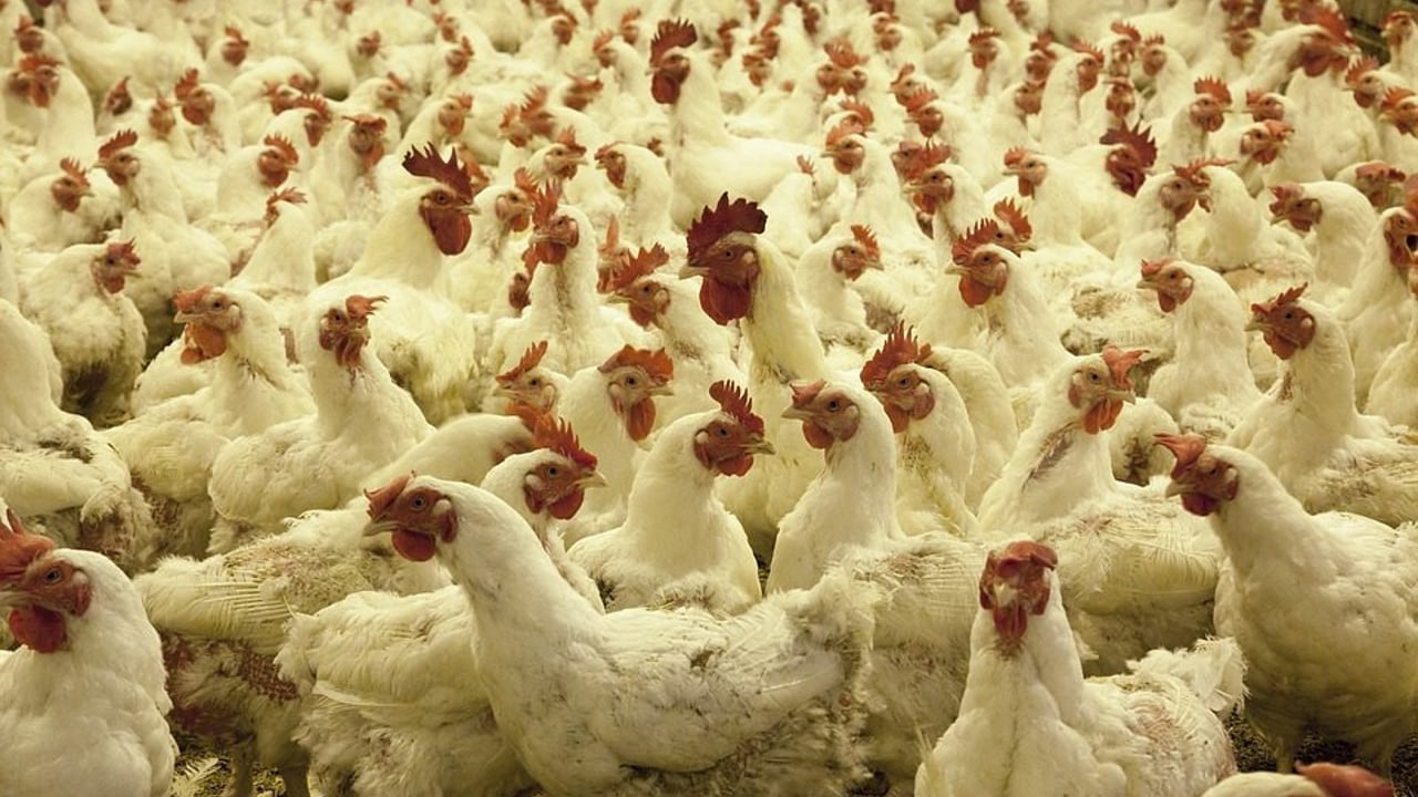 UK declares itself free from bird flu pending WOAH review