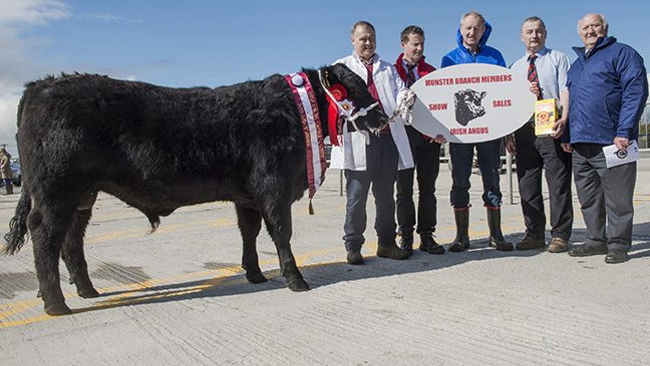 The champion at the Irish Angus Cattle Society Premier bull show sold for €3,200. Source: O'Gorman Photography