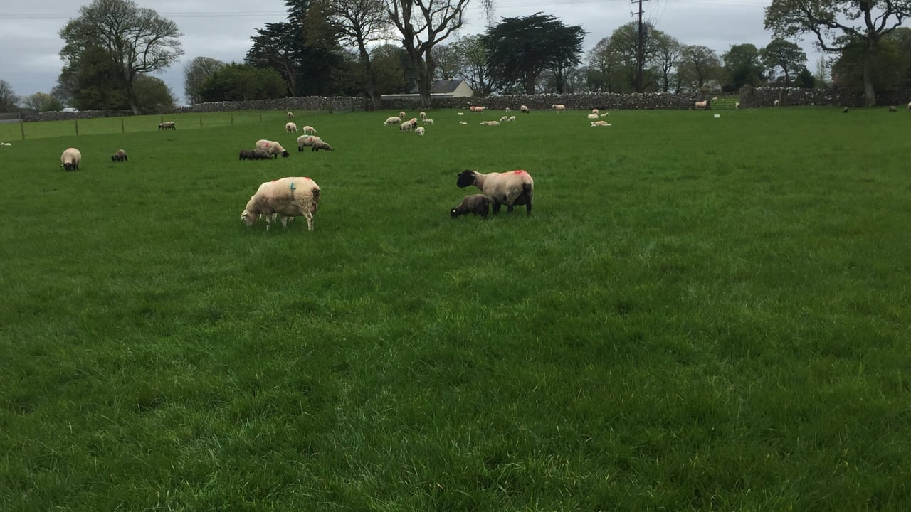 One-star ewes and their progeny pictured on the farm