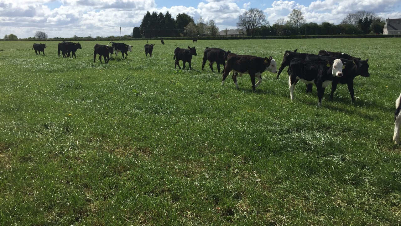 How one beef farmer tripled profits by focusing on grass