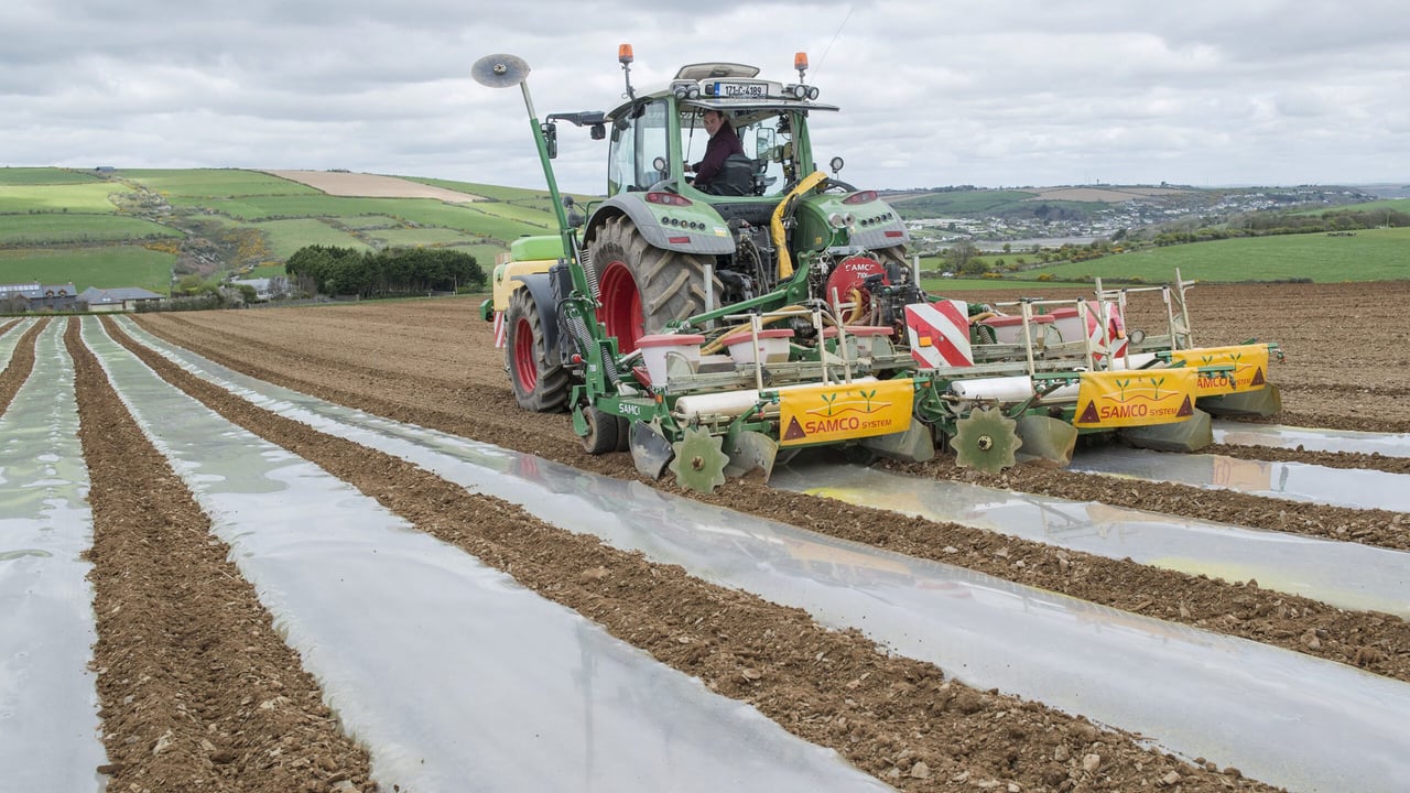 'Conditions for sowing maize are good at the minute'