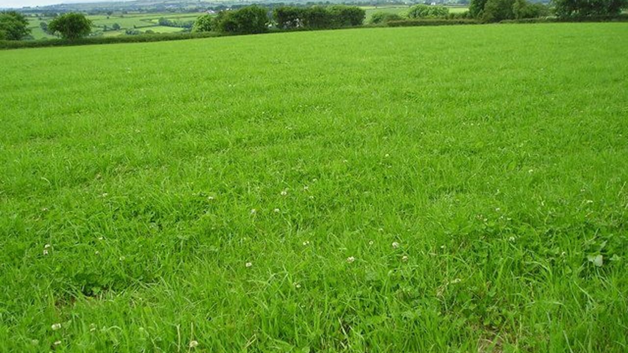 Grass advice: Making the most of your 'cover'