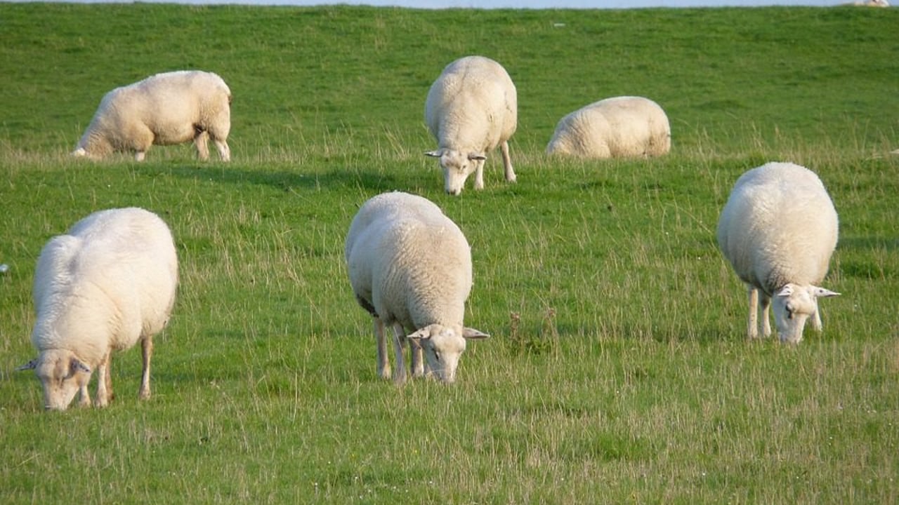 Video: A day in the life of a mobile plunge sheep dipper