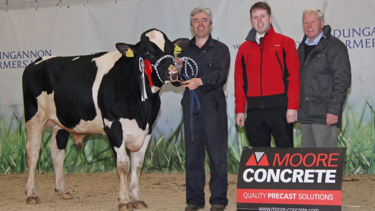 Champion bull at Holstein NI's April show and sale in Dungannon was Prehen Franzen ET PLI £571 bred by Stuart Smith, Derry.  Adding their congratulations are sponsor Jeff Haslett, Moore Concrete; and judge James Walker, Randalstown