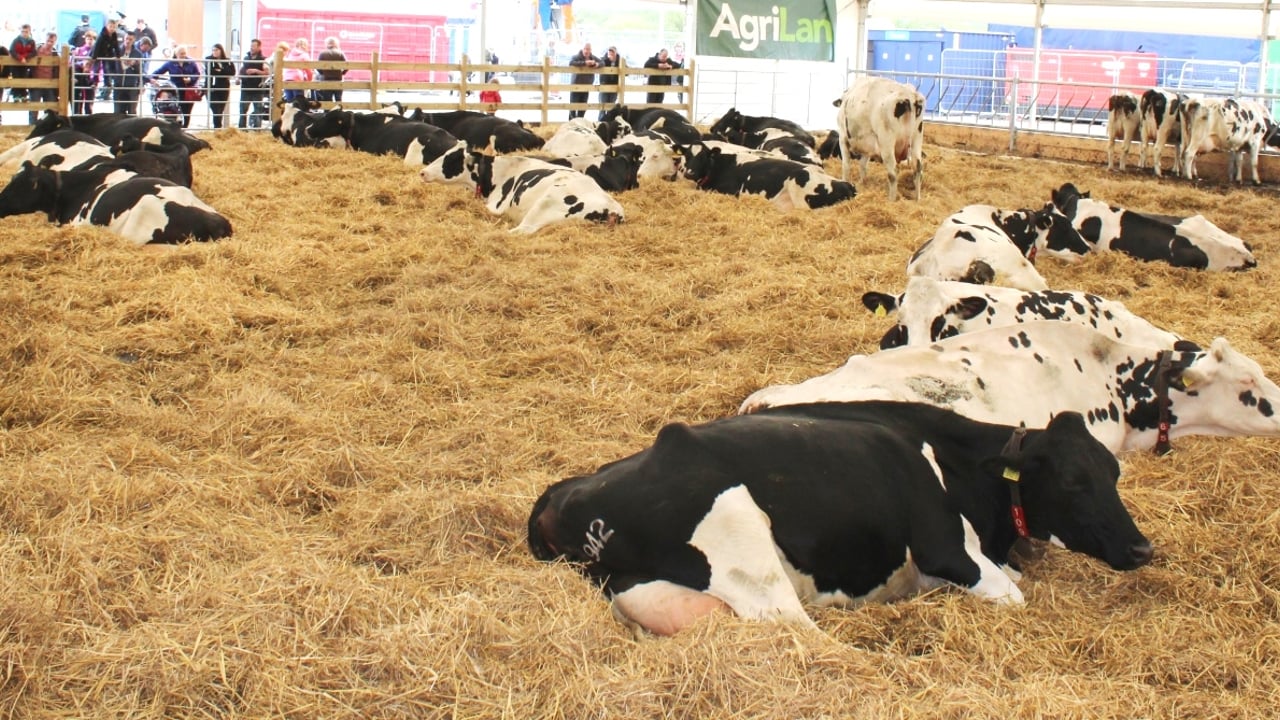 Dairy cows at rest during Lely's robotic milking display at Balmoral 2017