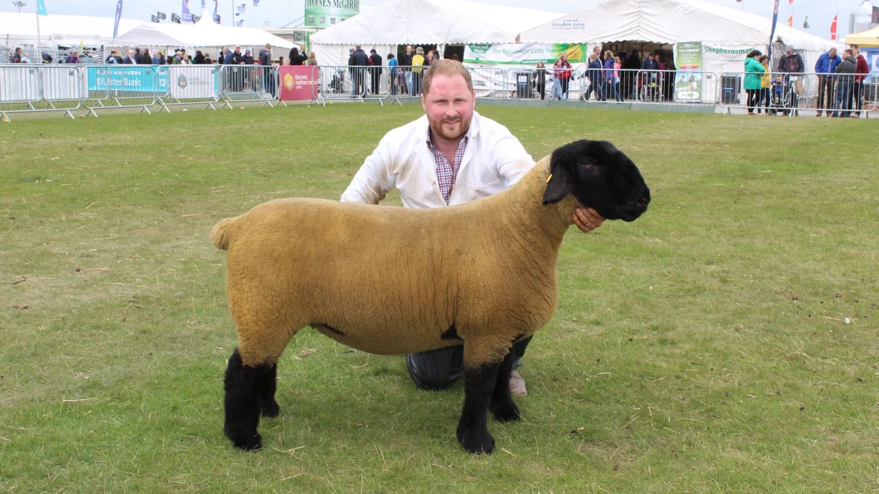 The 2017 Balmoral Sheep Interbreed Champion