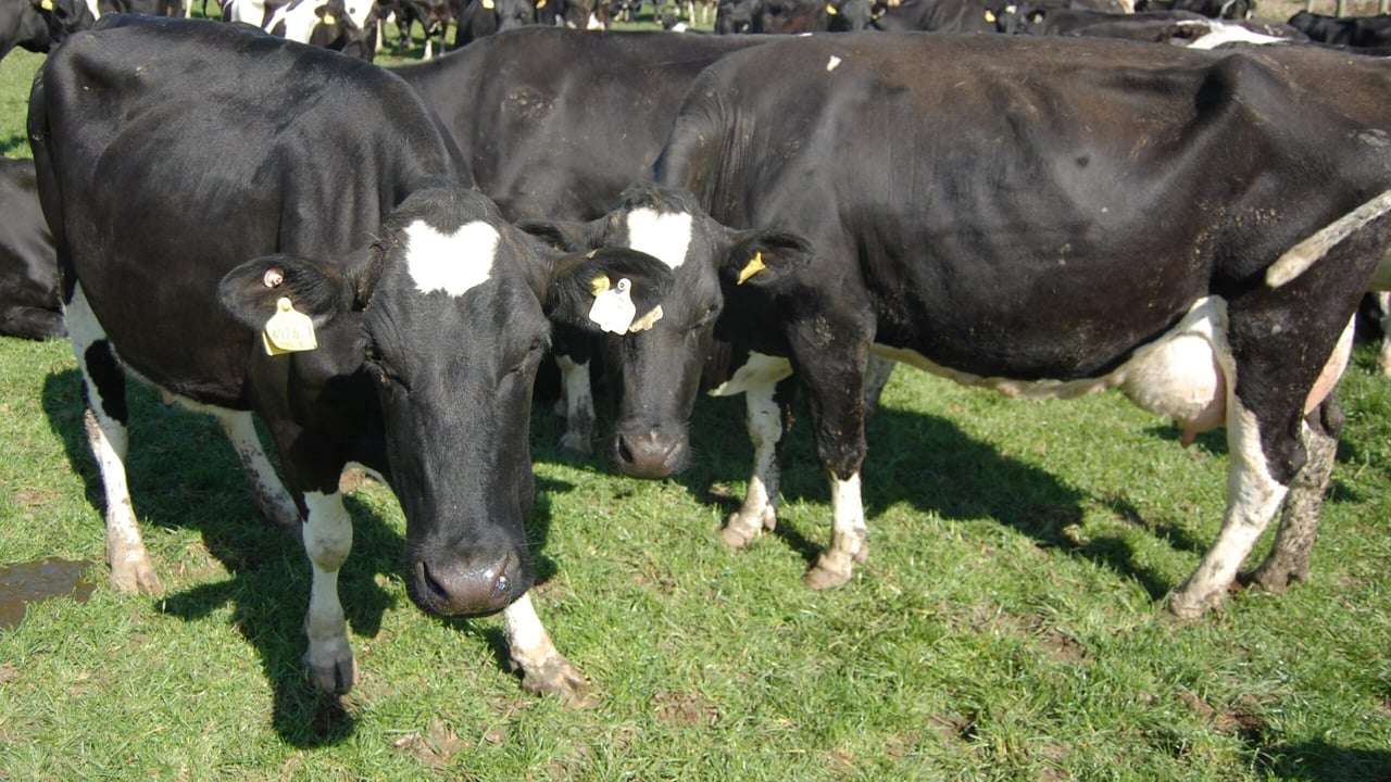 10-point plan proposed to combat 'unprecedented fodder crisis'
