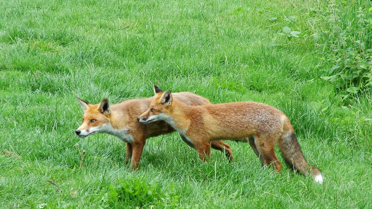 Proposed ban on night-time hunting between September and March