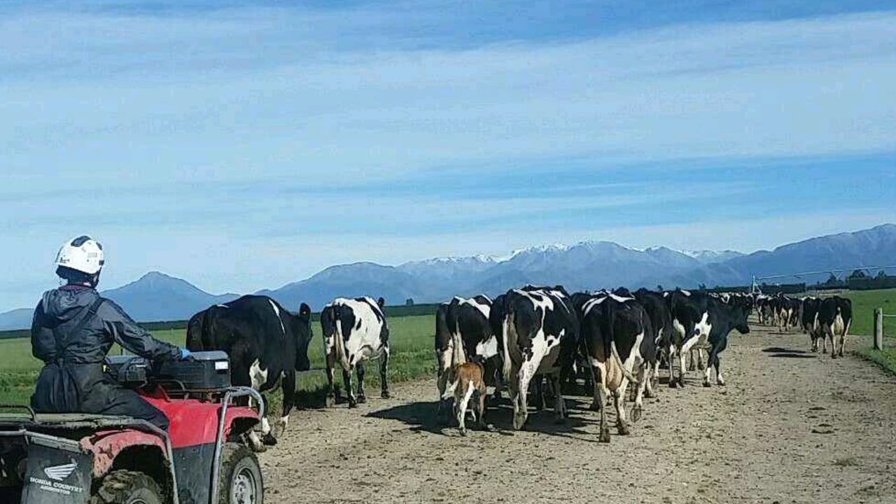 Yet another NZ farm tests positive for contagious cattle disease