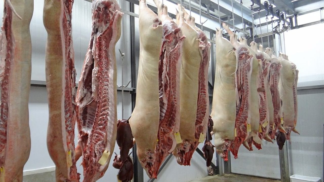 2019 an 'unprecedented year' on pork price fluctuations in China - Goodman