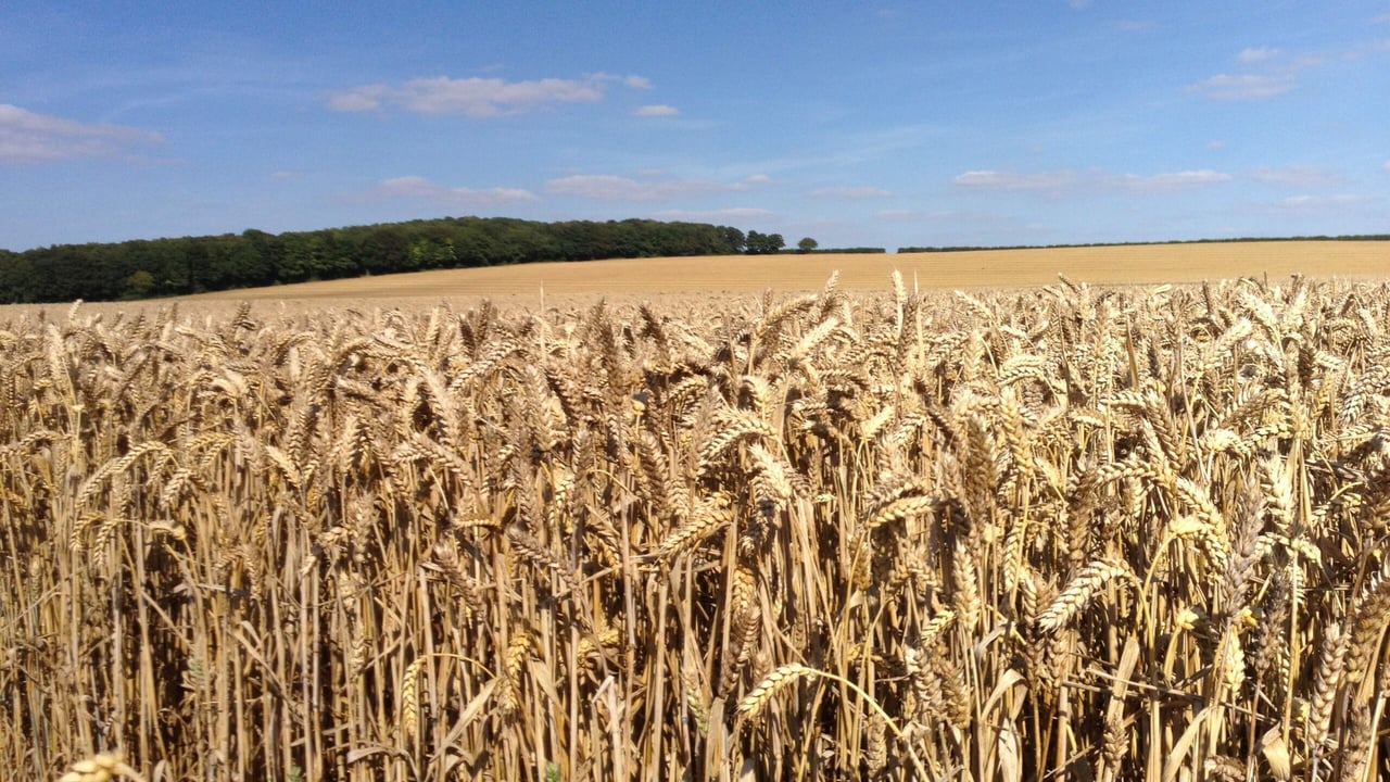 'IPM could be key to reducing chemical usage'