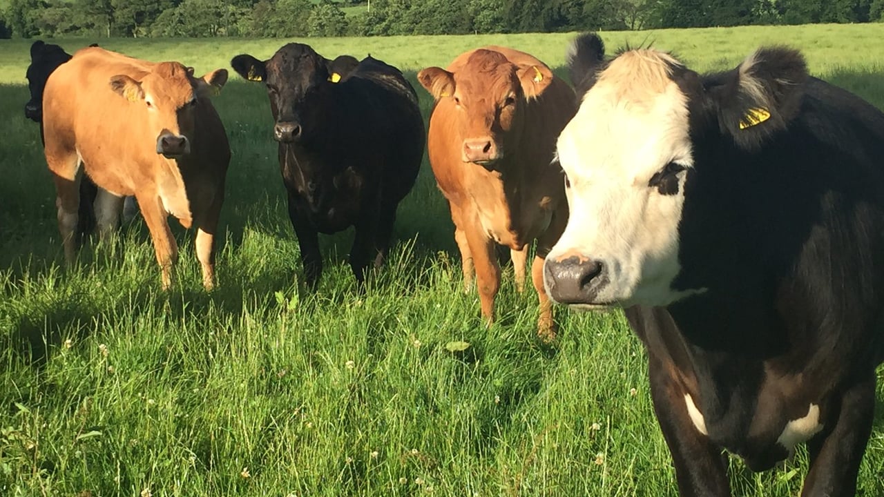 Department diagnoses first case of redwater in 2019