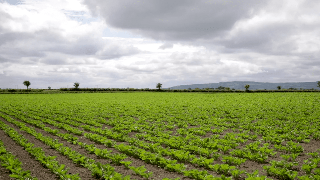 Grain growers to collect €1,000 for beet co-op at AGM in Athy