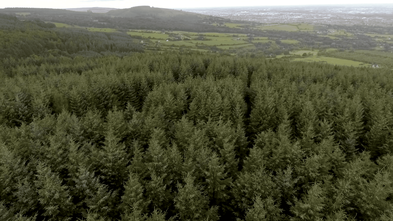 National Tree Week highlights social benefits of planting trees