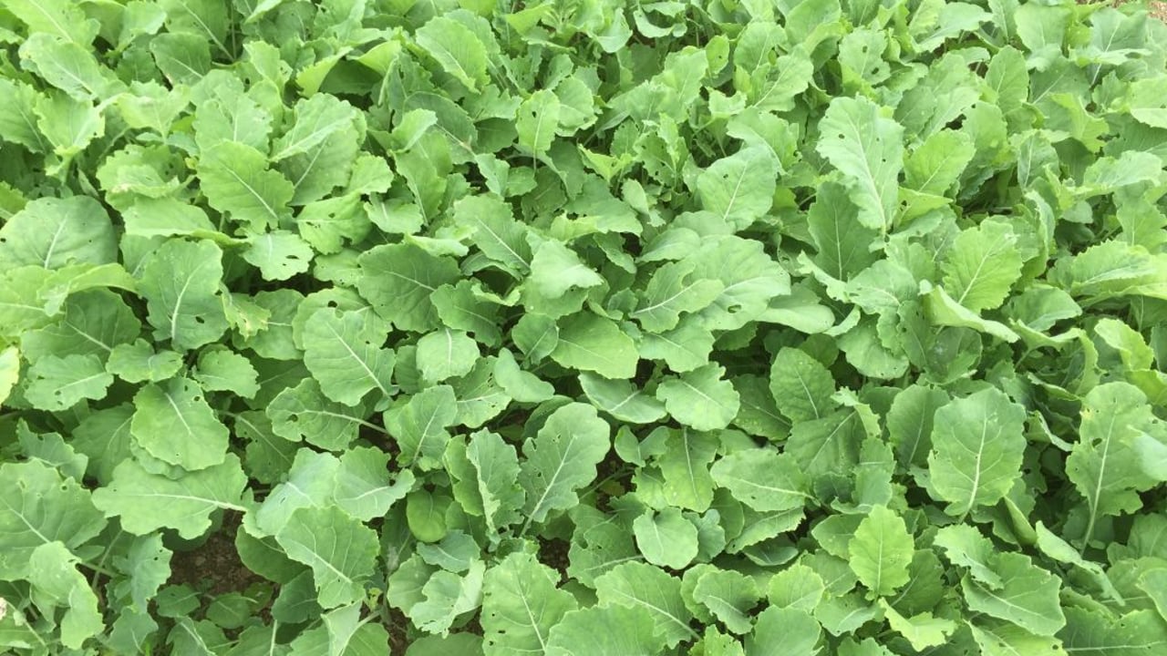 Choosing between kale or Redstart; what’s the best option?