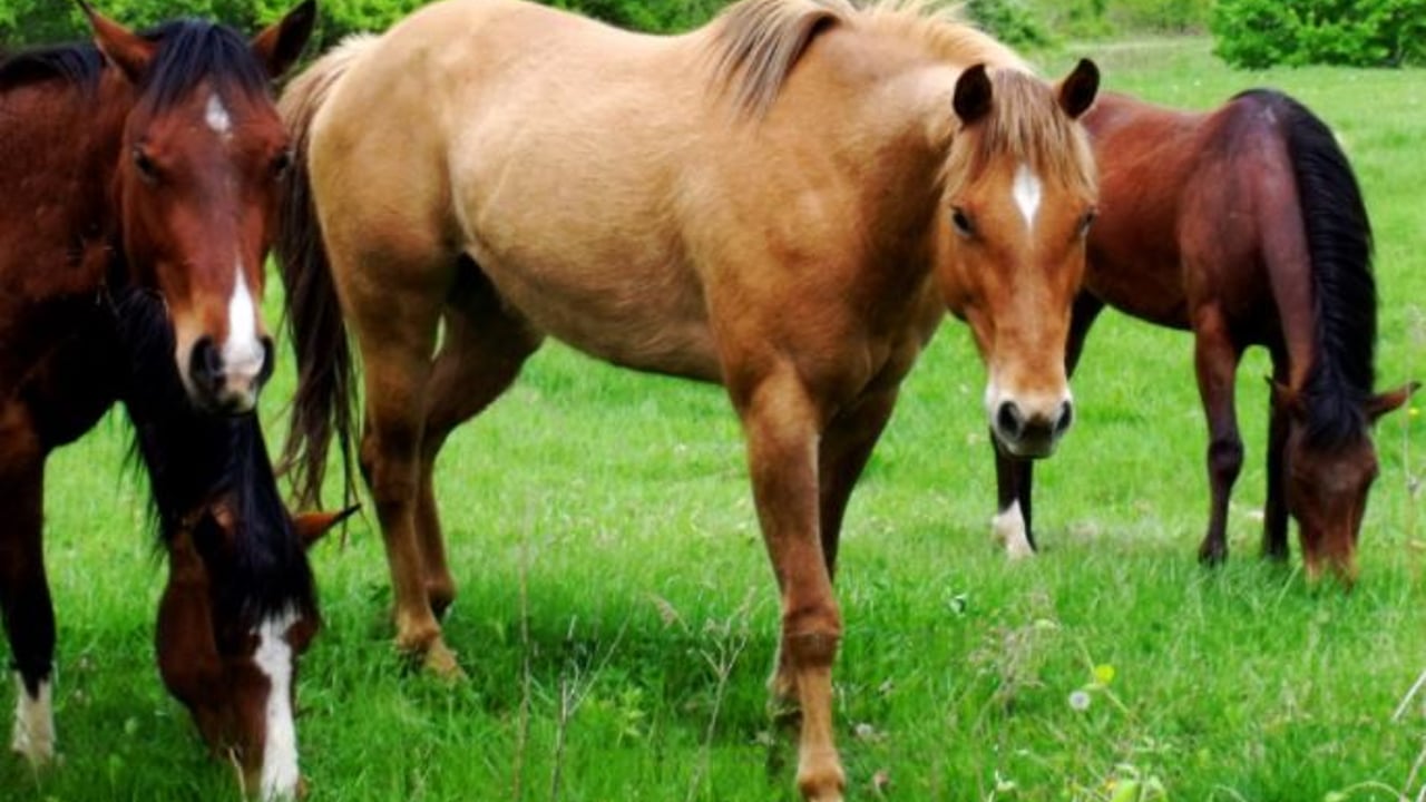 Owner of 3 horses that were shot dead in the midlands appeals for witnesses