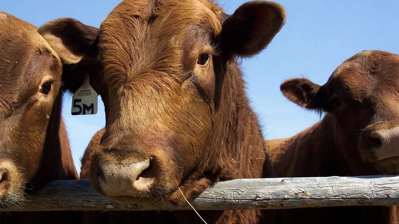 US beef moves a step closer to accessing 'enormous' Chinese market