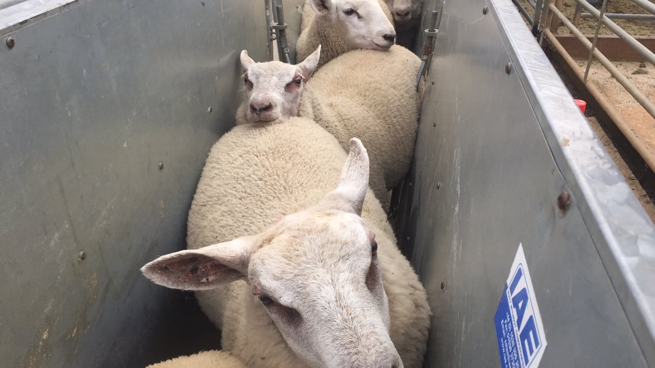 Sheep trade: €5/kg still widely available, as 'dirty lamb' pressure intensifies