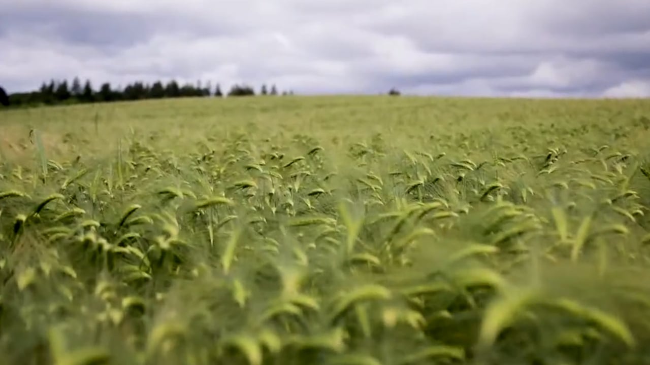 CROPS WATCH UPDATE: Winter barley on track to produce exceptional yields