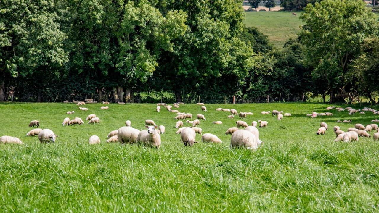 UK think tank calls for farm subsidies to be axed after Brexit