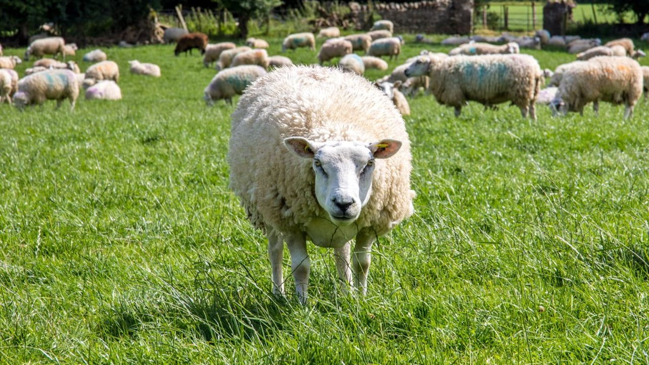 Farm Focus: Doubling grass growth and ewe numbers in just five years
