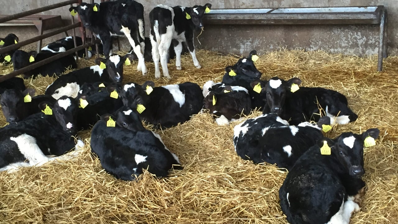 Bord Bia: Opportunity to enhance Irish veal production 'over time'