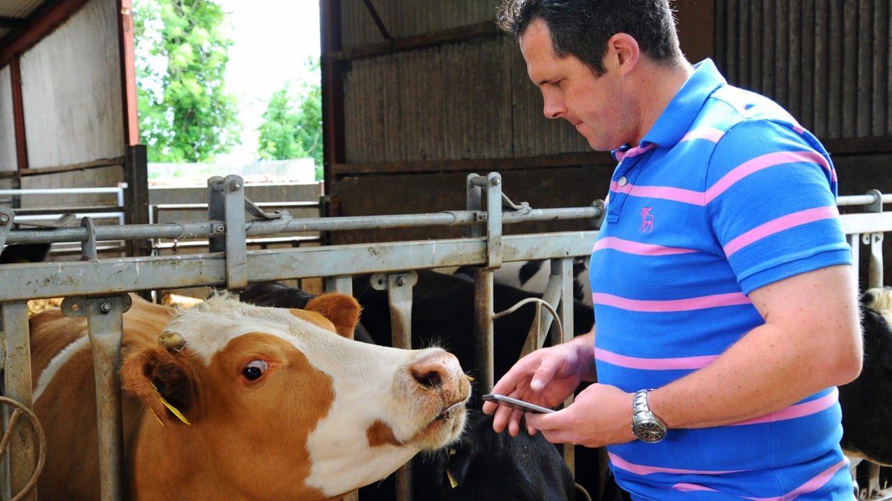 Taking the paperwork out of suckler farming