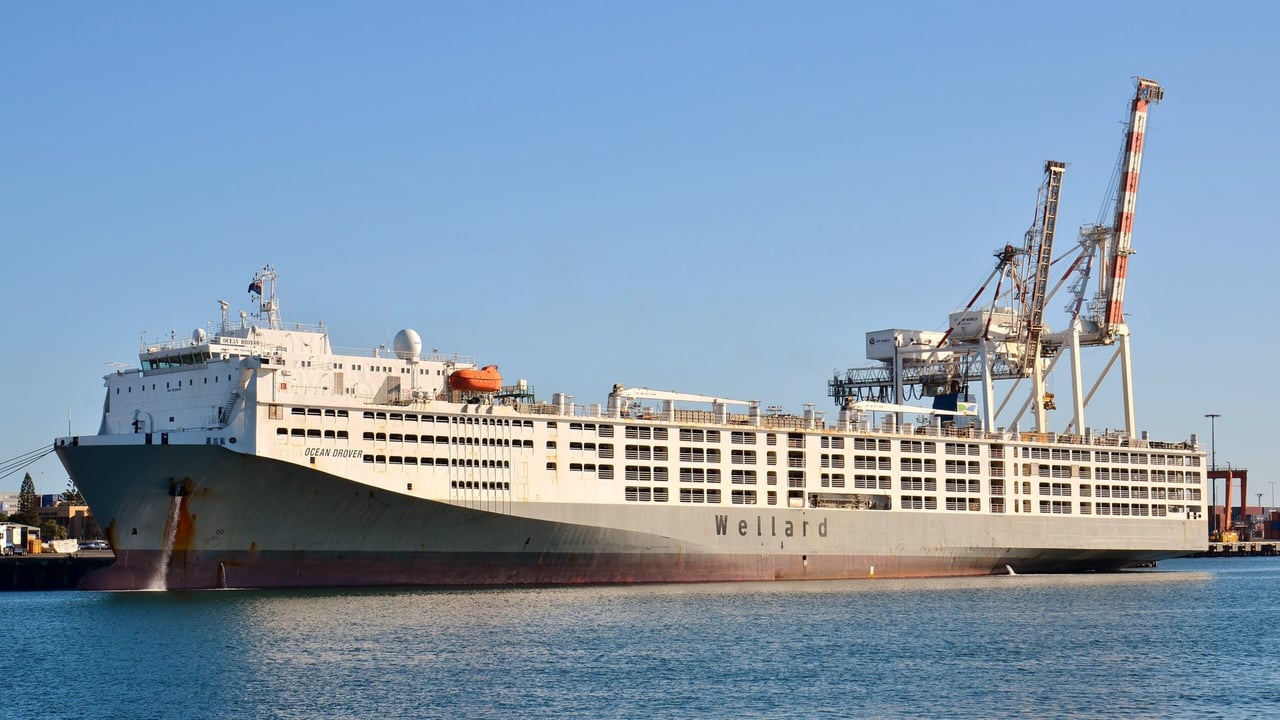 6,600 NZ dairy cows en route to China aboard world's largest livestock carrier