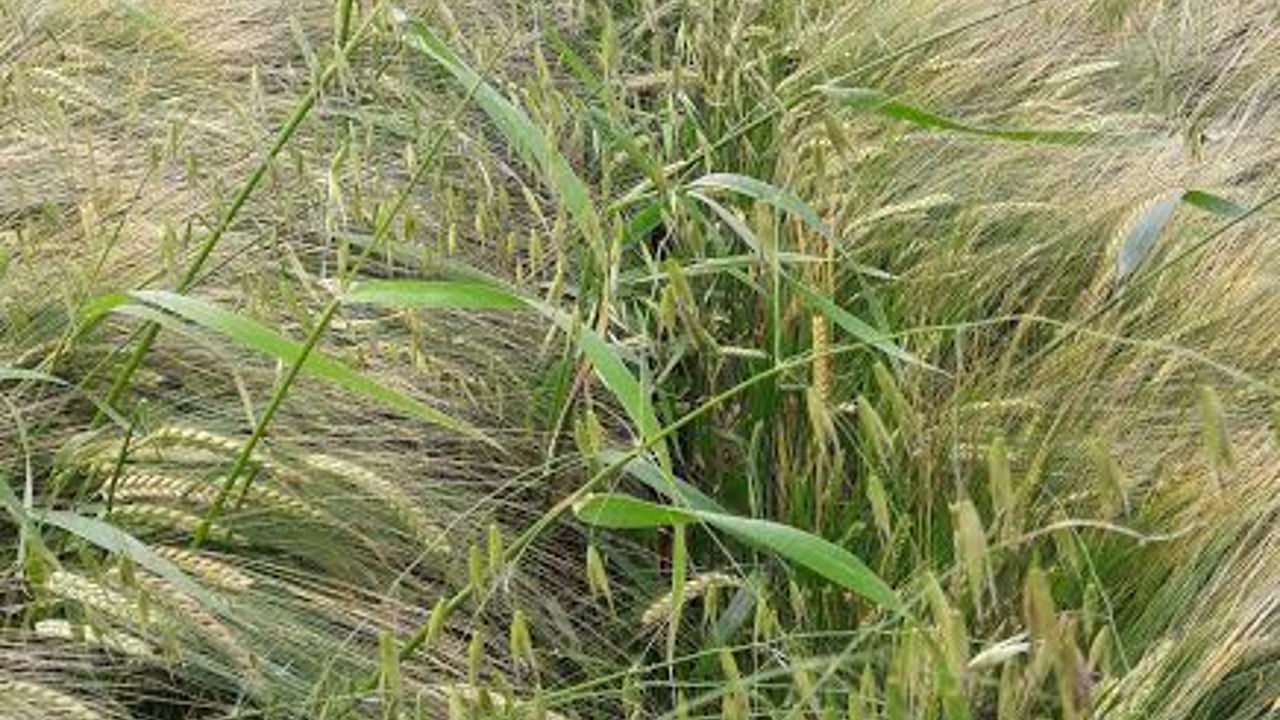 Controlling wild oats with broadleaved application