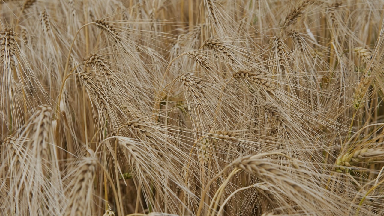 'Feed barley price of €160/t needed'
