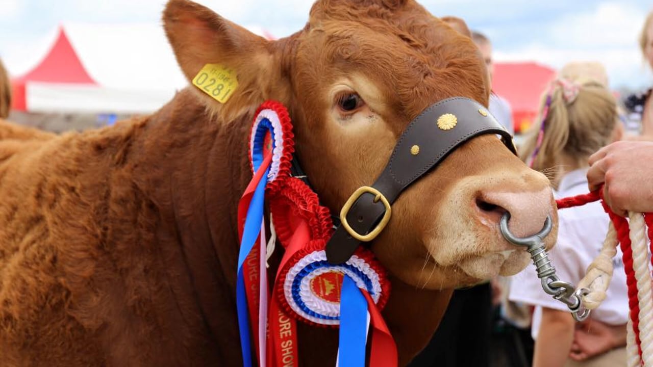 Deadline for entries to Tullamore Show set to close