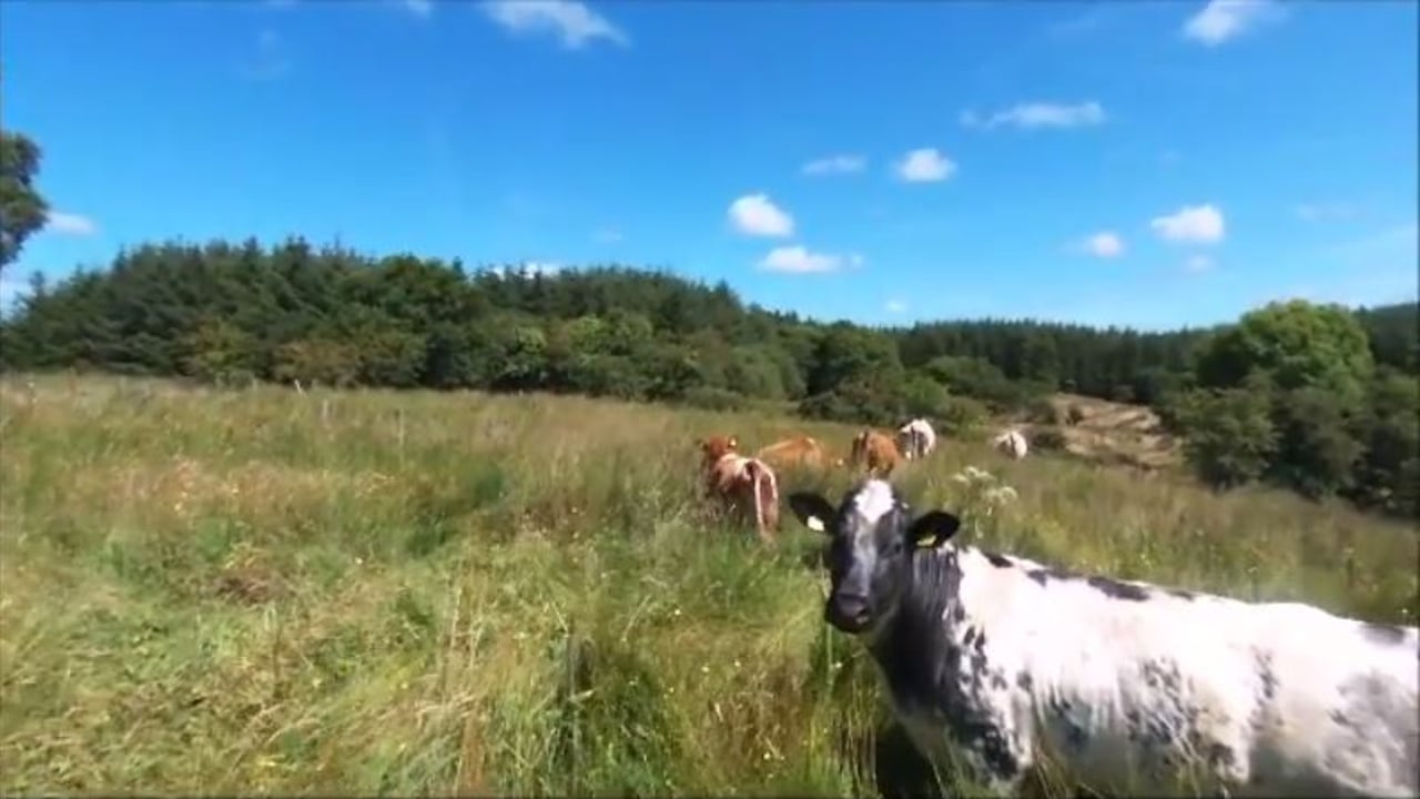 Video: Man uses drone to herd stray cattle off his land