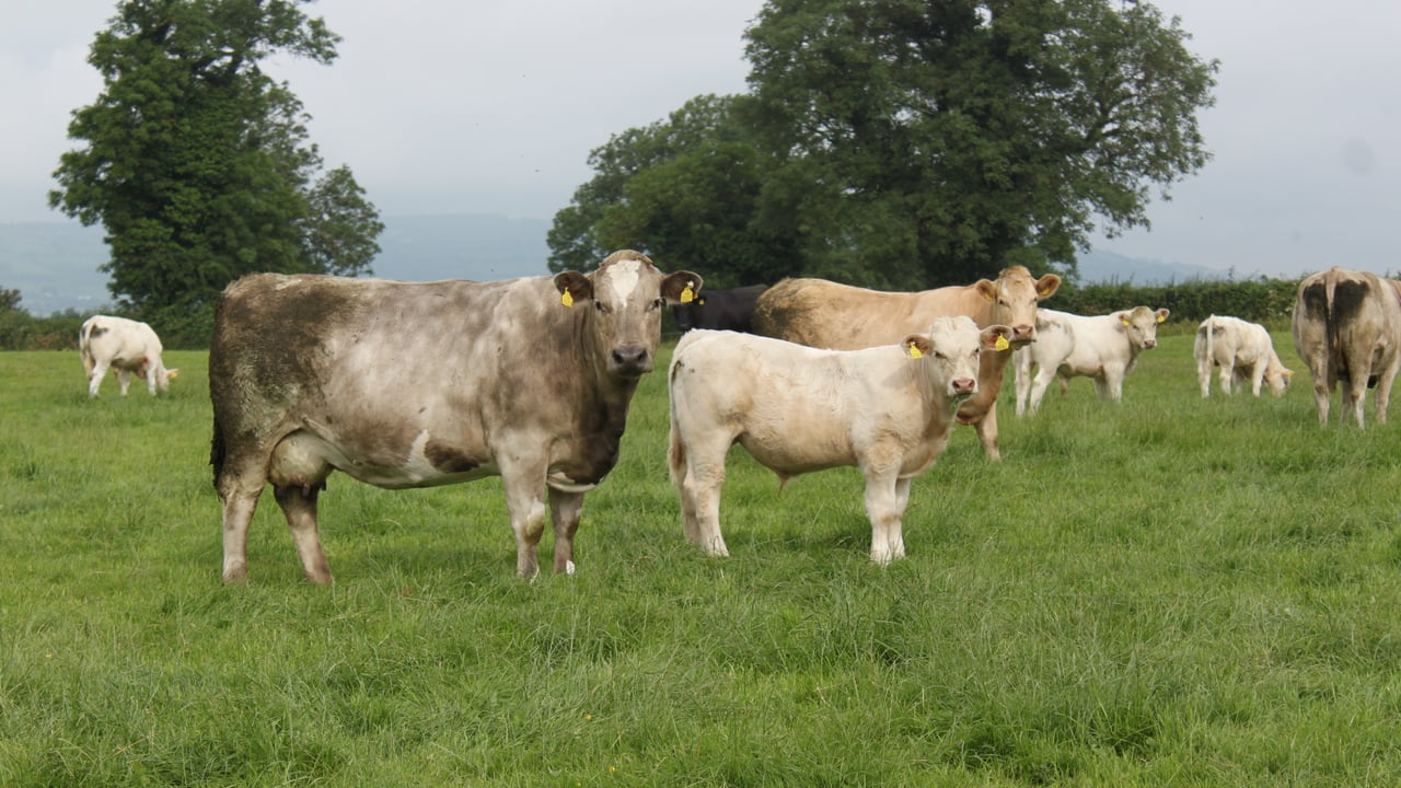 30 years of breeding on offer at upcoming suckler sale