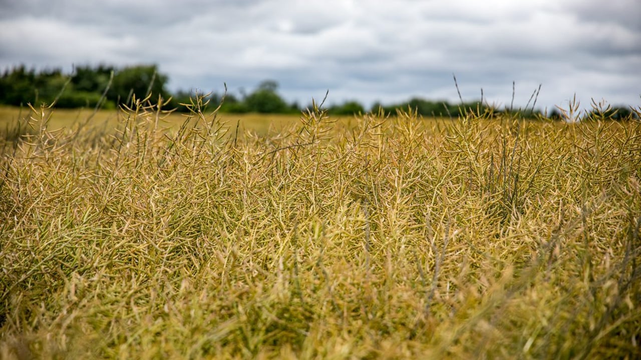 Oilseed rape - one of the better stories so far this harvest