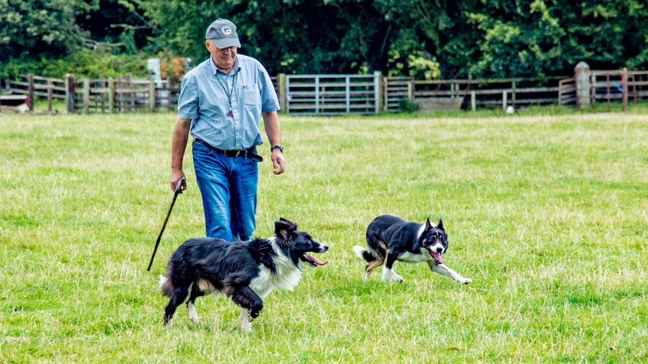 Video: Ireland's best sheep dogs take to the fields of the Model County