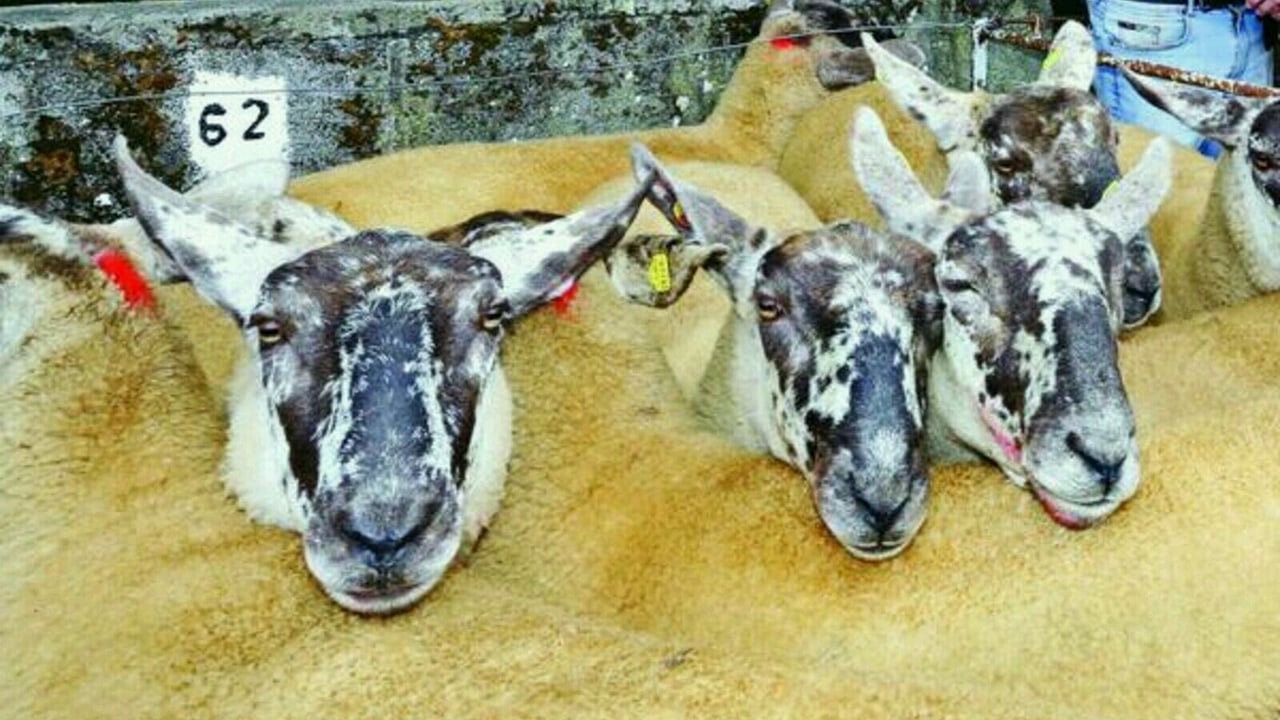 Anticipation building for 55th Borris Ewe Breeders' show and sale