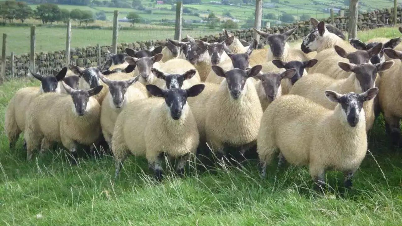 Looking to source the ideal replacements for your ewe flock?